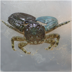 Petrolisthes cabrilloi