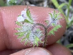 Phacelia pauciflora