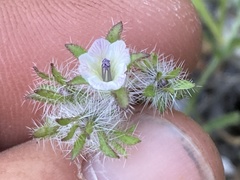 Phacelia pauciflora