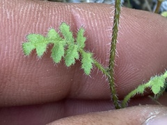 Phacelia pauciflora