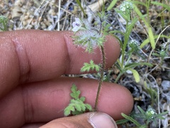 Phacelia pauciflora
