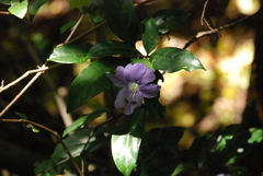 Barleria kitchingii