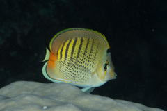 Chaetodon punctatofasciatus