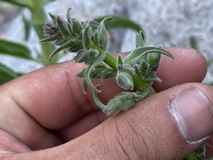 Penstemon reidmoranii