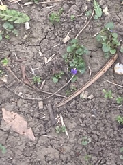 Viola