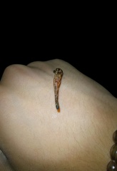 Haemadipsa zeylanica