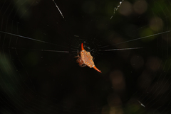 Gasteracantha versicolor
