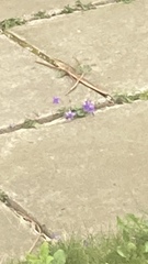 Viola