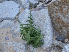 Penstemon reidmoranii