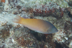 Halichoeres prosopeion