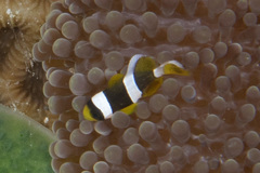 Amphiprion