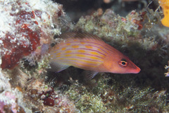 Pseudocheilinus octotaenia