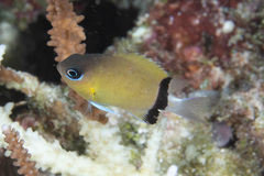 Pycnochromis retrofasciatus