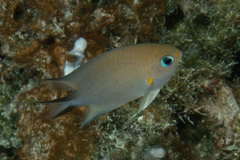 Pycnochromis amboinensis