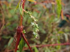 Persicaria hydropiper
