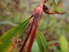 Persicaria hydropiper