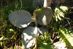 Kalanchoe orgyalis