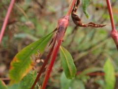 Persicaria hydropiper