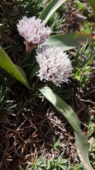 Allium libani