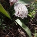 Allium libani - Photo (c) אלאור לוי, some rights reserved (CC BY-NC), uploaded by אלאור לוי