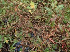 Persicaria hydropiper