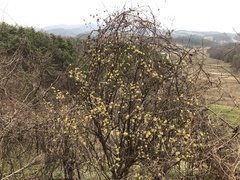 Cornus officinalis