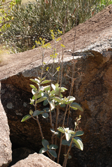 Kalanchoe orgyalis