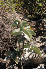 Kalanchoe orgyalis