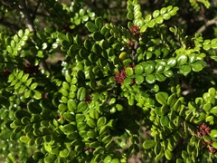 Zanthoxylum beecheyanum