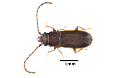 Notolaemus castaneus
