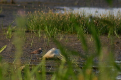 Charadrius dubius
