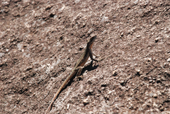 Oplurus