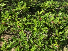 Zanthoxylum beecheyanum