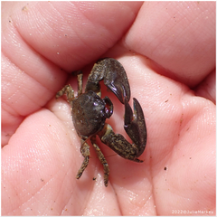 Petrolisthes cabrilloi