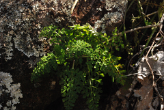 Capitanopsis oreophila