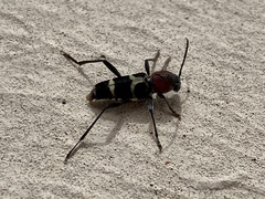 Xylotrechus rufilius