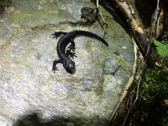 Salamandra atra