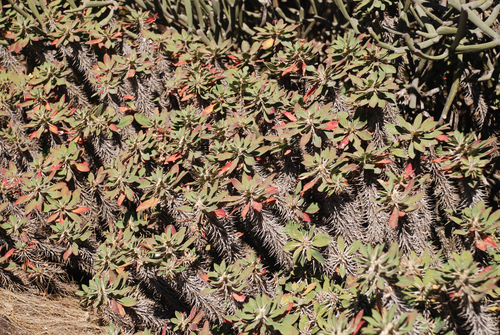 Euphorbia fianarantsoae, photograph 2