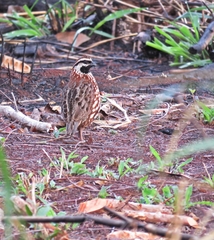 Colinus nigrogularis