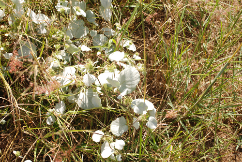 mealy sewervine (Paederia farinosa)