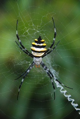 Argiope coquereli