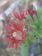 Delosperma multiflorum