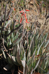 Aloe deltoideodonta