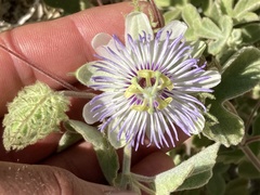 Passiflora arida