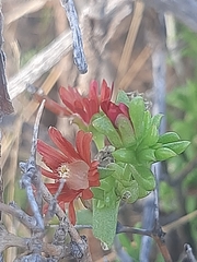 Delosperma multiflorum