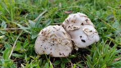 Amanita simulans