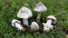 Amanita simulans