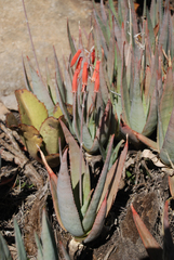 Aloe deltoideodonta