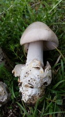 Amanita simulans
