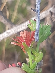 Delosperma multiflorum